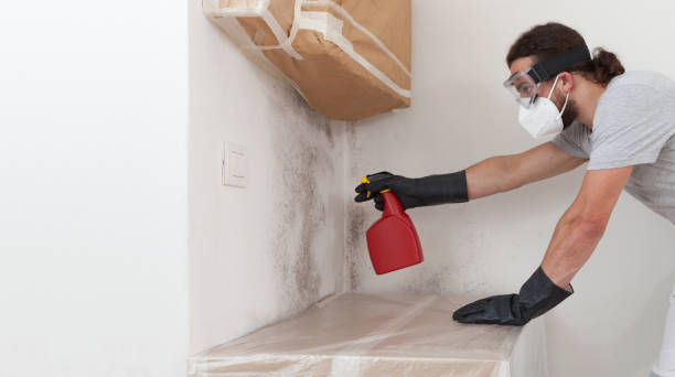 Professional Basement Mold Remediation technician working in Glenelg, MD
